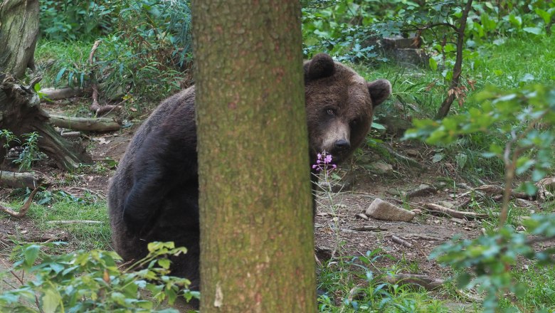 BÄRENWALD Arbesbach, Emma hinter einem Baum, © VIER PFOTEN, Mairhofer