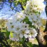 Blühender Obstbaum im Frühling