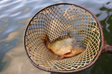 Waldviertel Carp, © Waldviertel Tourismus, Robert Herbst