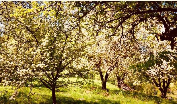 Die Kirschblüte verzaubert die Landschaft rund um den Hof, sowie alle seine Bewohner und Gäste, © 1000 Krauthof