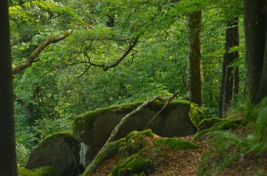 Naturwald Ysperklamm, © Waldviertel Tourismus, Matthias Schickhofer