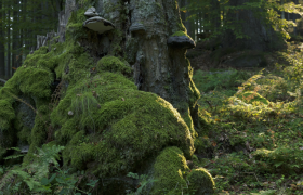 Urwald Hojna Voda, © Matthias Schickhofer