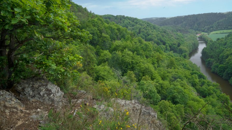 Blick auf einen dichten, gr&uuml;nen Wald mit einem Fluss, der sich durch die Landschaft schl&auml;ngelt.