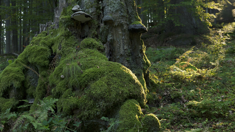 Urwald Hojna Voda, © Matthias Schickhofer