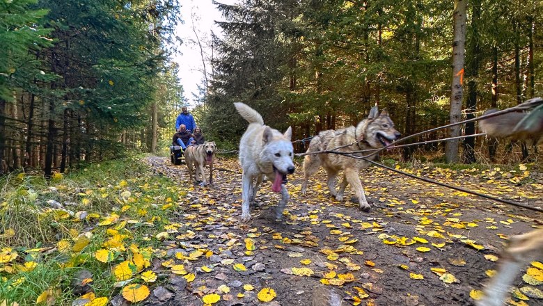 Natur, Abenteuer, Huskys - auch ohne Schnee ein Highlight, © Huskystadl