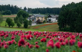 Ein Bauernhof im Waldviertel, umgeben von blühenden Mohnfeldern und Wäldern.
