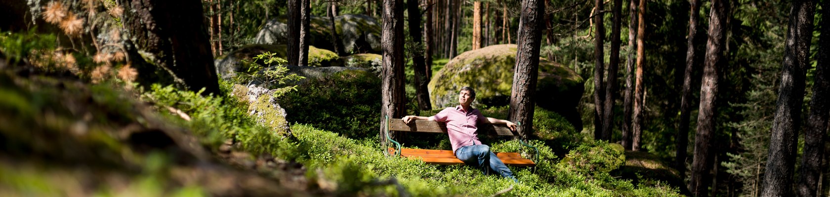 Wald, © Waldviertel Tourismus, Robert Herbst