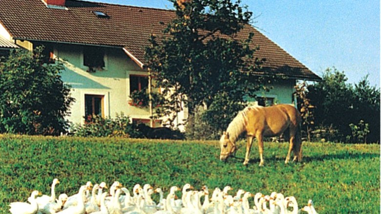 Ein Bauernhof mit Gänsen und einem Pferd auf einer Wiese.