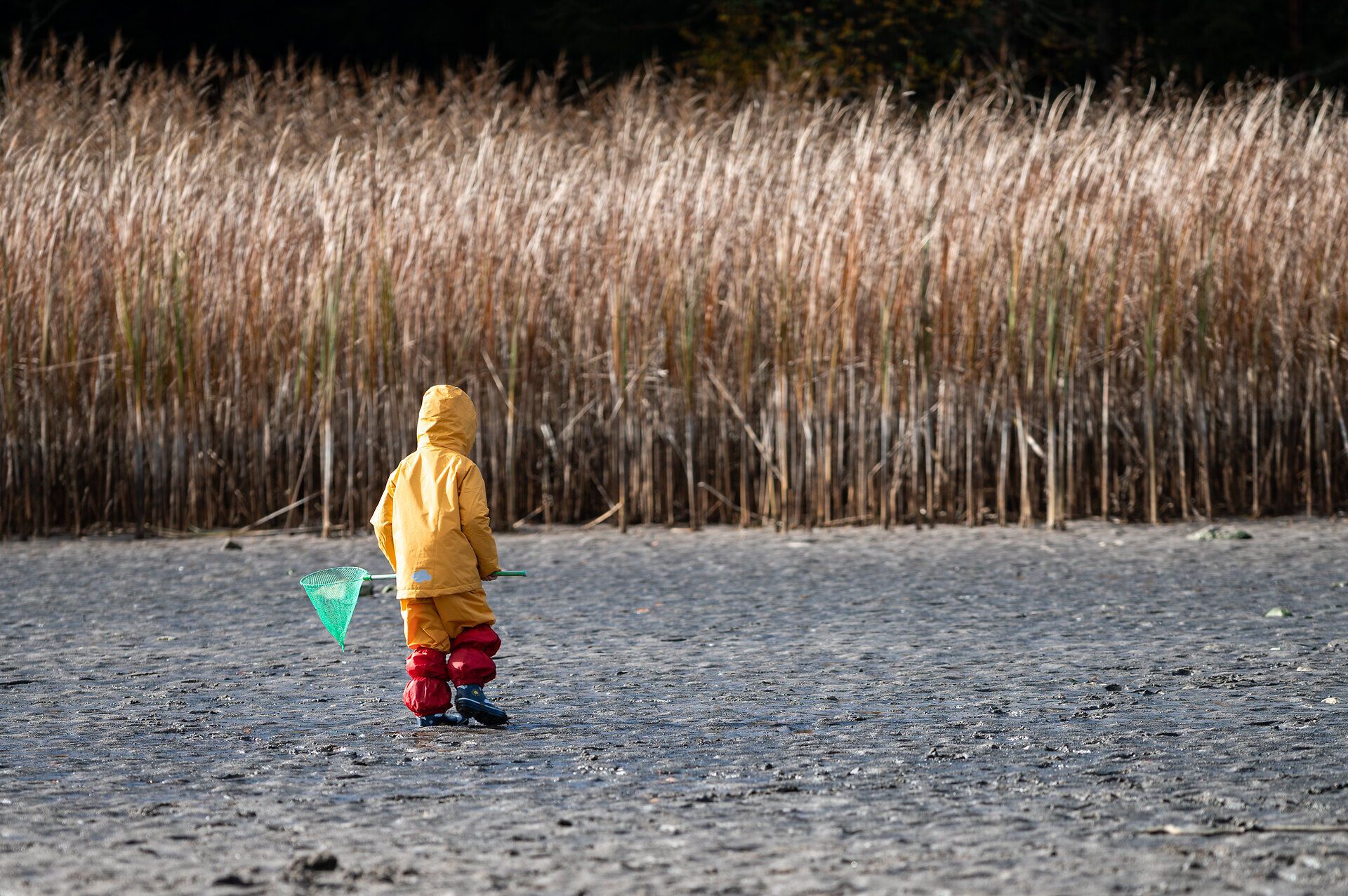 Ein kleiner Abenteurer in leuchtend gelber Regenkleidung erkundet die Ufer des Bruneiteichs. Mit einem Netz in der Hand und umgeben von hohen Schilfrohren, strahlt die Szenerie eine fröhliche und unbeschwerte Atmosphäre aus. Der Duft der Natur und das sanfte Plätschern des Wassers laden dazu ein, die Schönheit des Moments zu genießen.