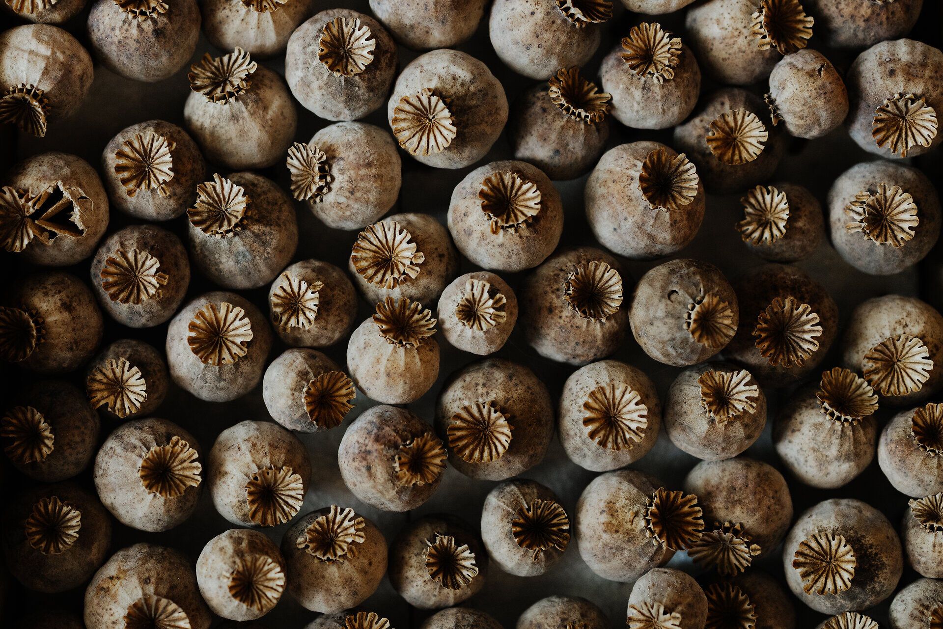Die Mohnkapseln stehen in voller Pracht und verleihen der Landschaft eine einzigartige, fast magische Atmosphäre. Ihre zarten, filigranen Formen und die erdigen Töne laden dazu ein, die Ruhe und Schönheit der Natur zu genießen. Hier, wo die Tradition des Mohnanbaus lebendig ist, spürt man die Verbundenheit zur Region.