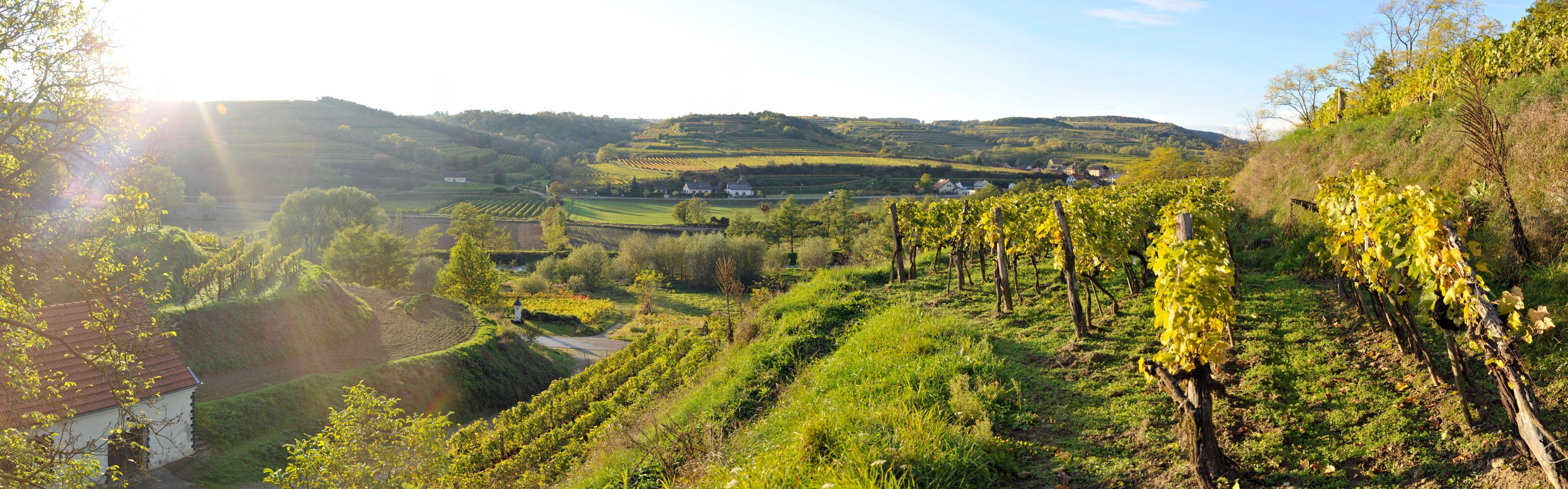 Weinberge in Schönberg am Kamp bei Sonnenuntergang.