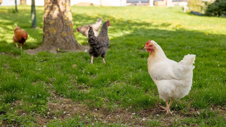 Hühner, © ReiWaSchHOF