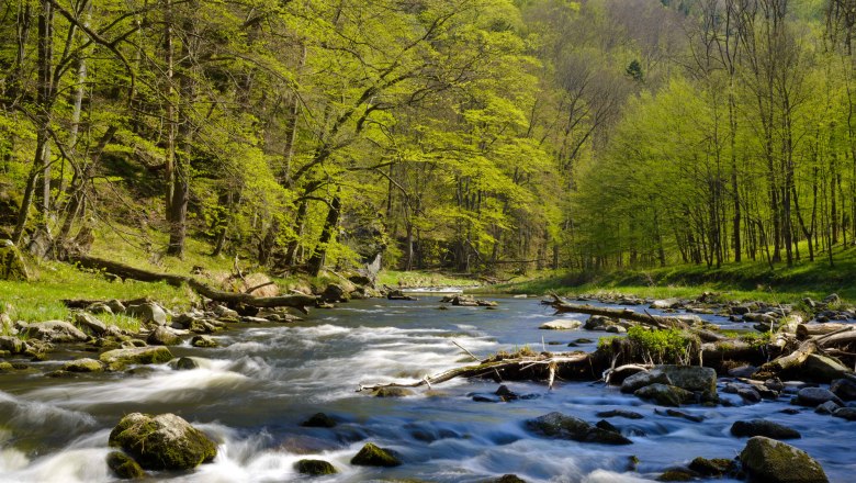 Kamptalwildnis bei Schauenstein, © Waldviertel Tourismus, Matthias Schickhofer