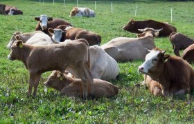 familienurlaub_am_bio-bauernhofcpeter_hoebarth_2, © Peter Höbarth