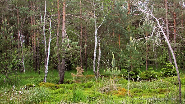 Nature Park Hochmoor Schrems, © UnterWasserReich, Sonja Eder