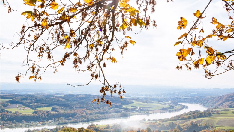 Herbstliche Landschaft mit Blick auf das Donautal und buntem Laub im Vordergrund.