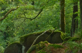 Moosbedeckte Felsen im dichten Wald der Ysperklamm.