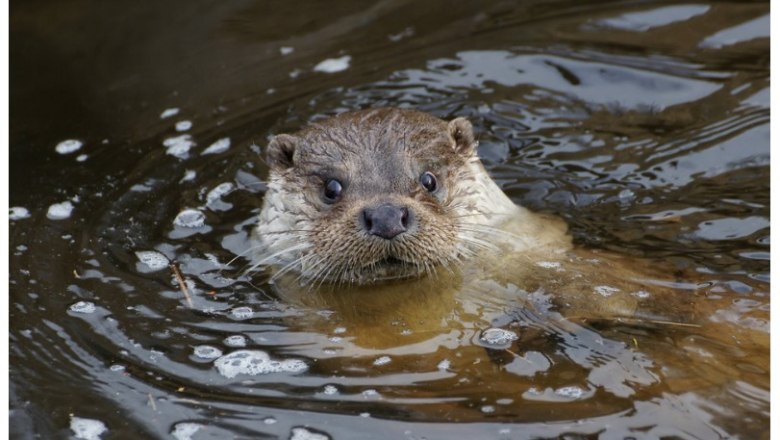 Ein Fischotter schwimmt im Wasser, nur der Kopf ist sichtbar.