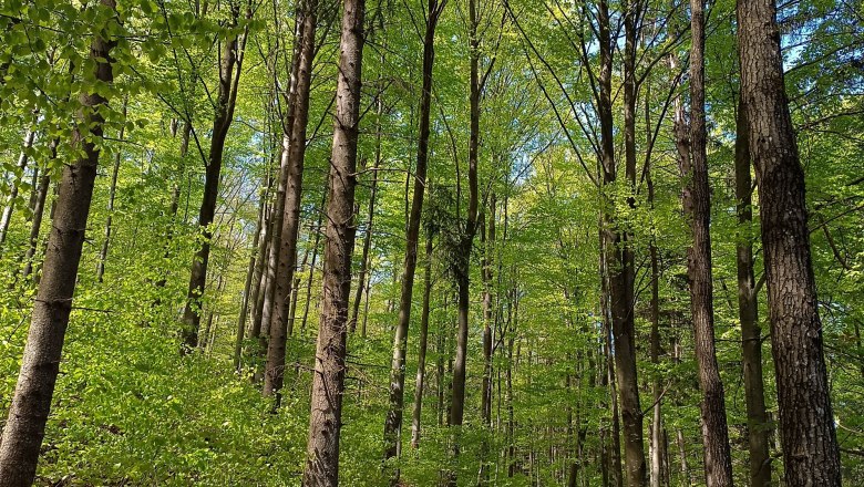 Hiking trails accessible from the vacation apartment, &copy; 1000Kraut