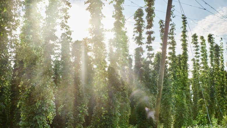 Privatbrauerei Zwettl, © Gerhard Wasserbauer