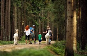 Wandern mit Alpakas, © Waldviertel Tourismus, weinfranz