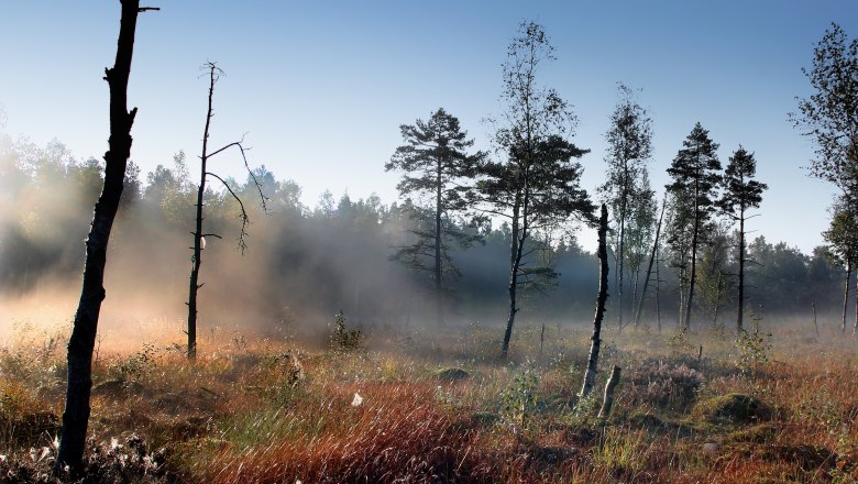 Nebel im Heidenreichsteiner Moor mit Bäumen und Gras im Vordergrund.