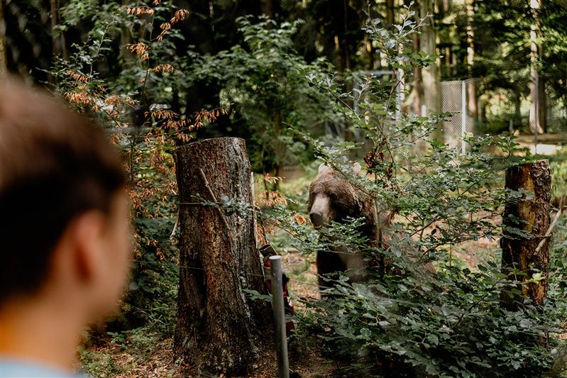 Ein Bär hinter einem Zaun im Wald, beobachtet von einer Person im Vordergrund.