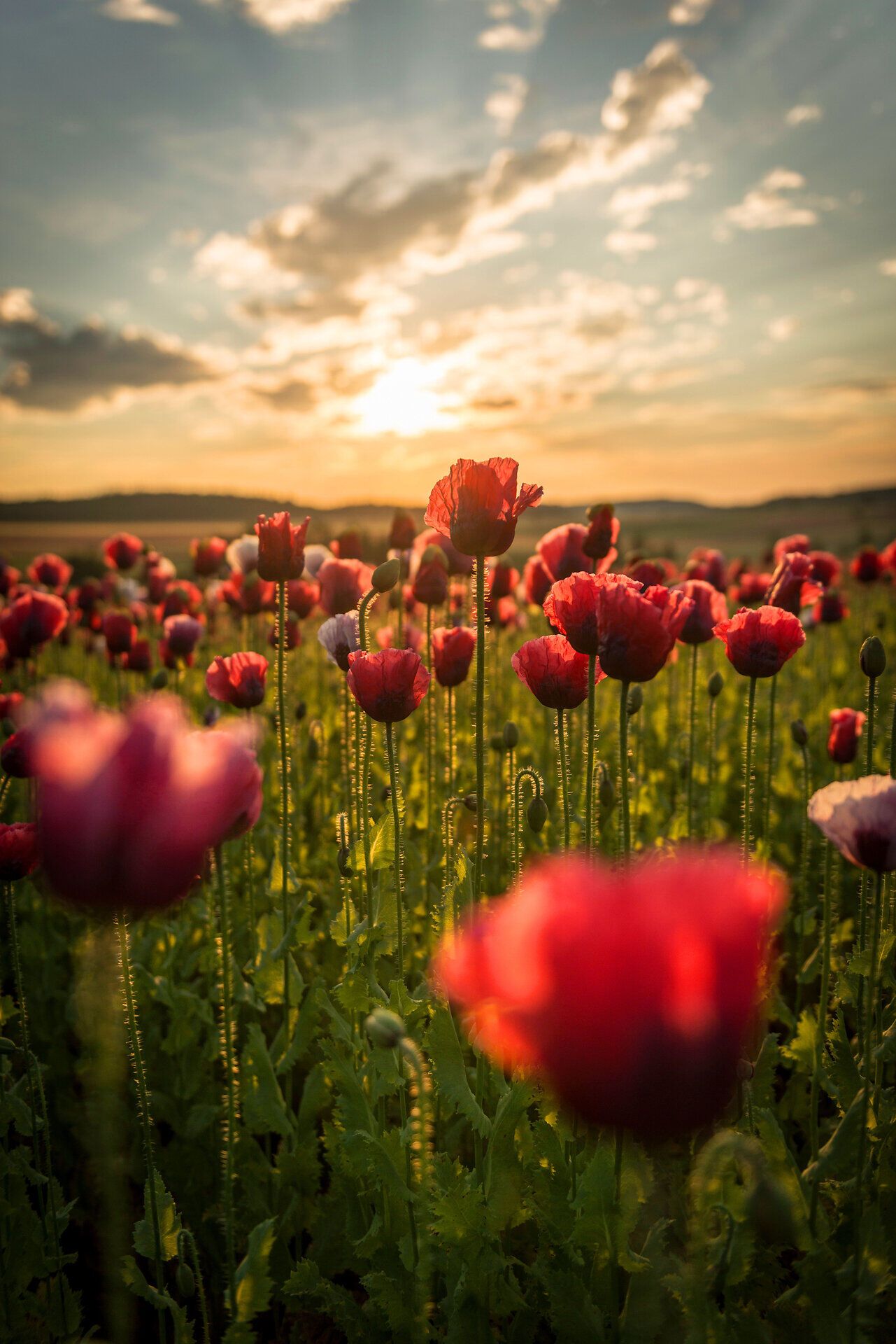 In der sanften Abenddämmerung erblühen die leuchtend roten Mohnblüten und tauchen die Landschaft in ein warmes Licht. Die sanften Hügel im Hintergrund laden dazu ein, die Schönheit der Natur zu genießen und die Seele baumeln zu lassen.