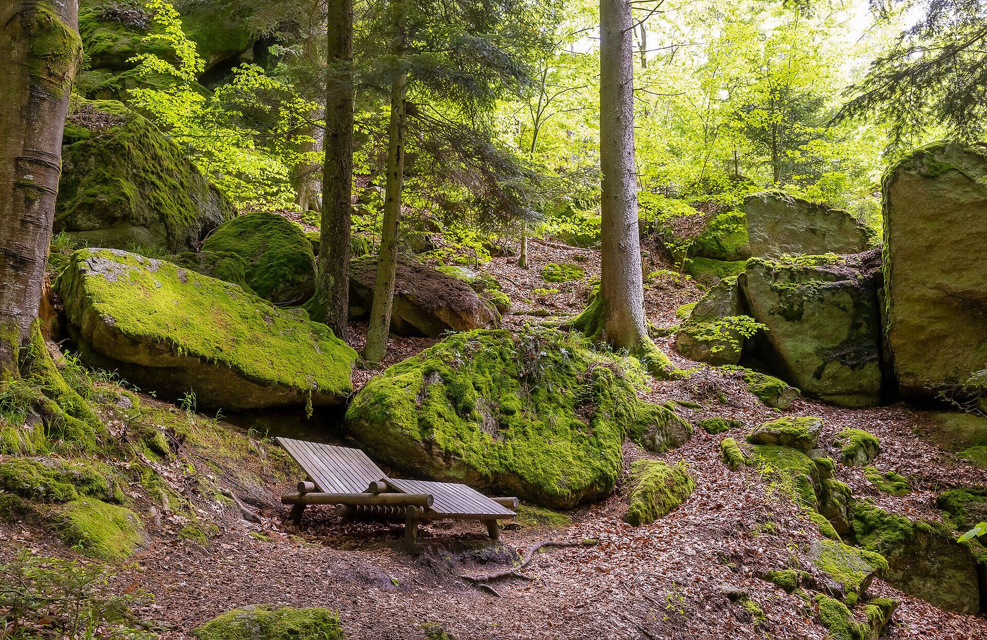 In der idyllischen Ysperklamm umgeben sanfte Hügel und majestätische Felsen von üppigem Grün. Das sanfte Licht, das durch die Baumkronen bricht, schafft eine friedliche Atmosphäre, die zum Verweilen einlädt. Hier, wo die Natur in voller Pracht erblüht, können Wanderer die Ruhe und Schönheit des Waldes genießen.