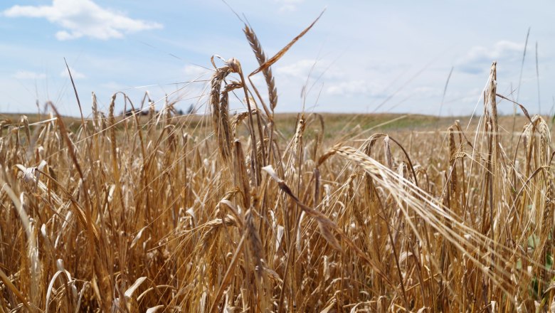 Getreide, &copy; Martina Falkner