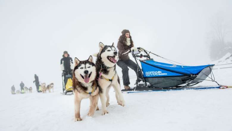 Dog Sledding Adventures, © Waldviertel Tourismus, ishootpeople.at