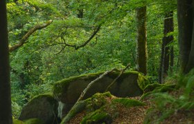 Naturwald Ysperklamm, © Waldviertel Tourismus, Matthias Schickhofer