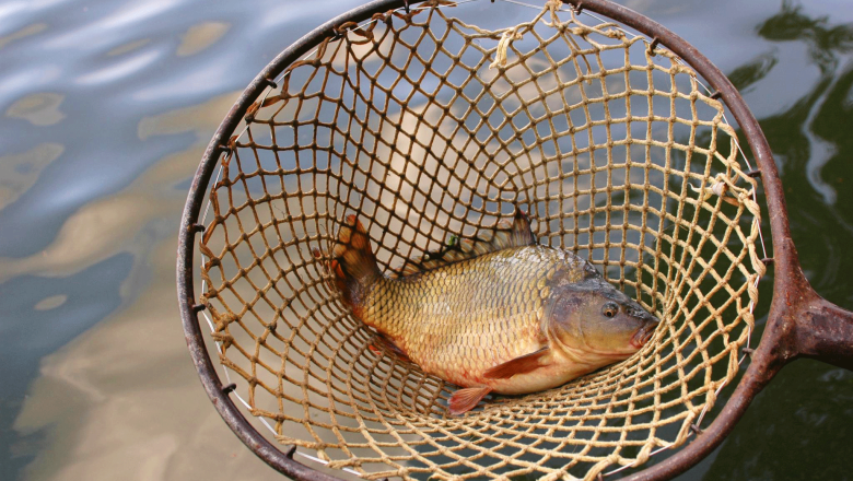 Waldviertel Carp, © Waldviertel Tourismus, Robert Herbst