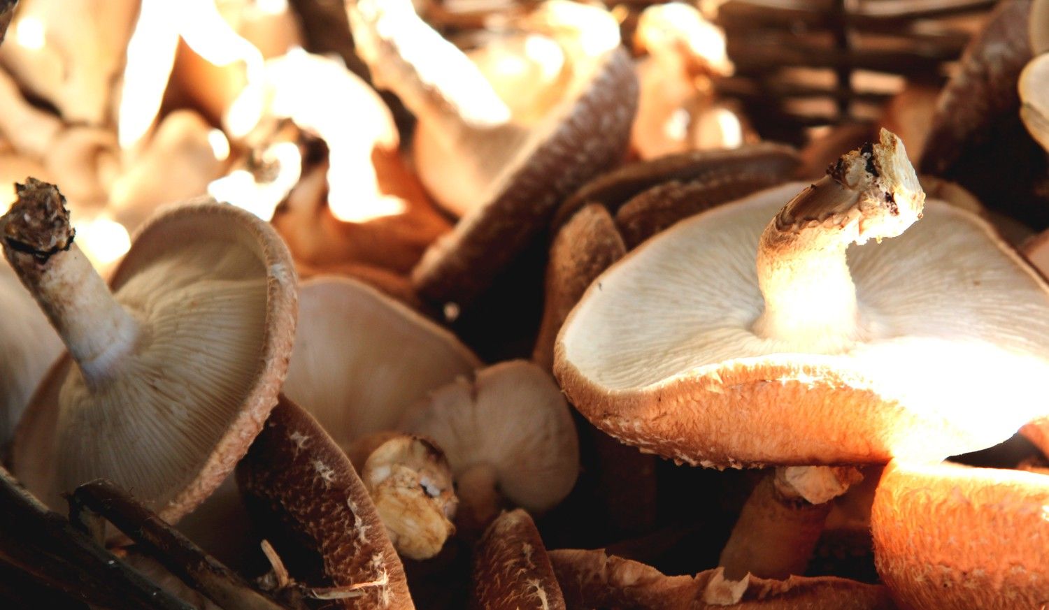 Nahaufnahme von Pilzen in einem Korb, beleuchtet von Sonnenlicht.