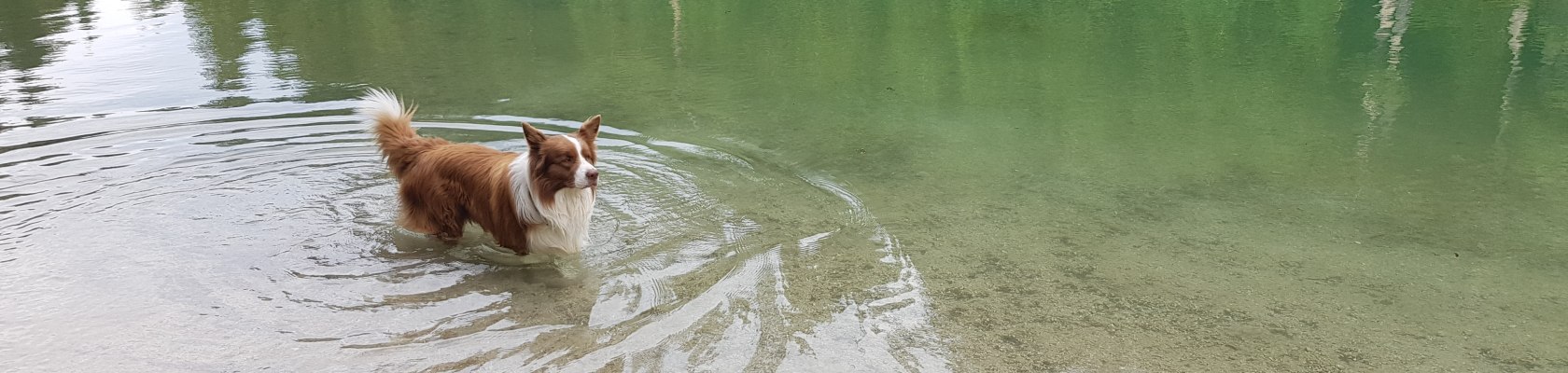 Baden mit Hund, © Waldviertel Tourismus