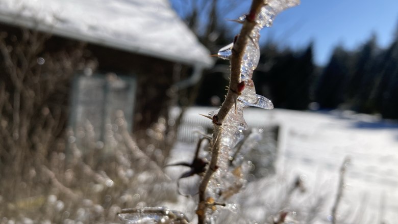 Ferienhaus mitten im Wald, &copy; Dieter Juster