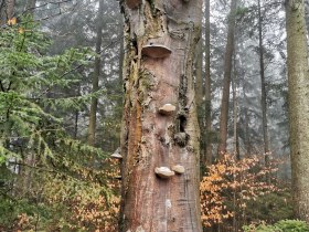 Baum im Gemeindegebiet Seyfrieds_Wolfsegg, © Margit Weikartschläger