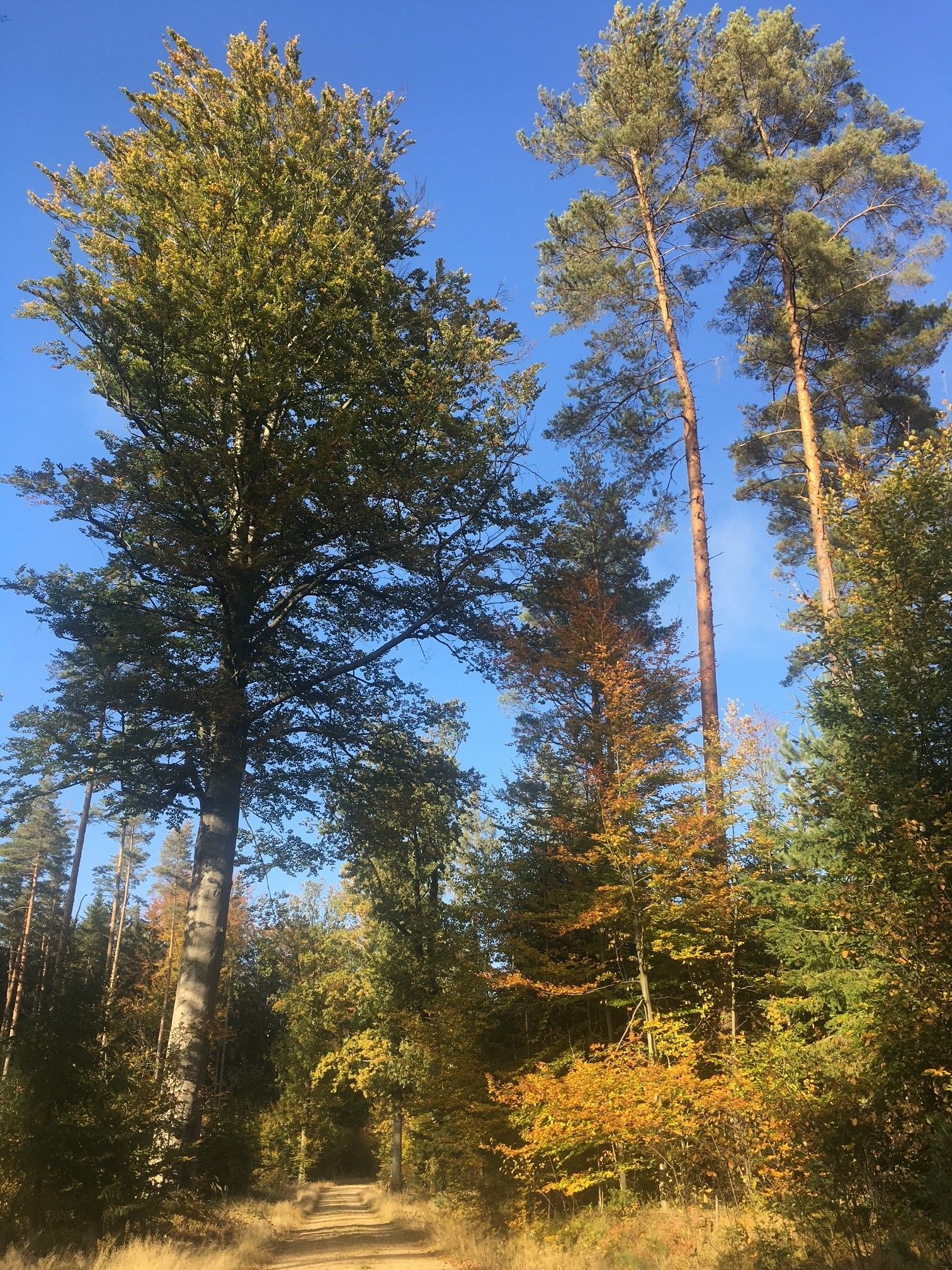 Weitra Wandern