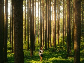 Eine Frau steht inmitten eines Waldes, umgeben von vielen Bäumen und dem schimmernden Sonnenlicht