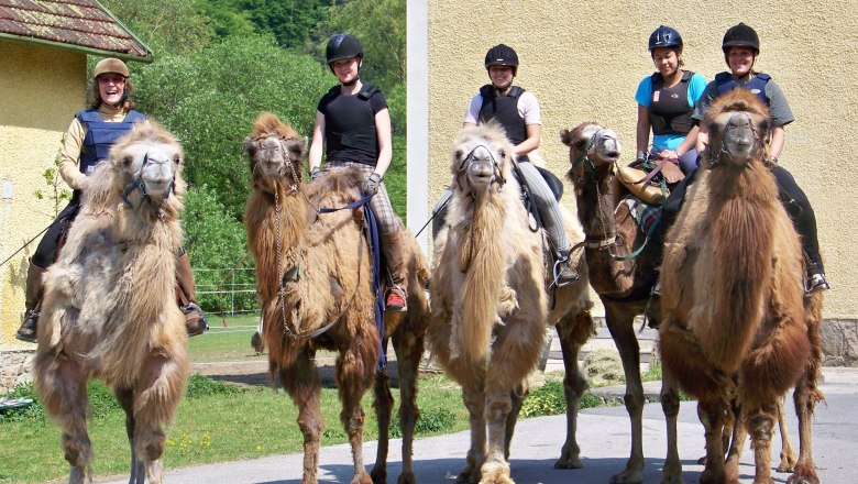 Kamelreiten, © 1. Österreichische Kamelreitschule