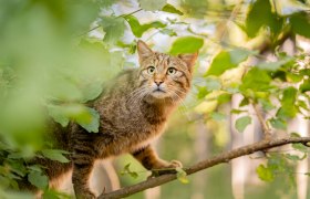Wildkatze im Nationalpark, © NP Thayatal / Teresa Nunner