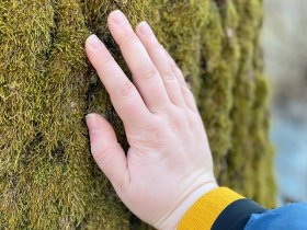 Eine Hand ber&uuml;hrt eine mit Moos bedeckte Baumrinde.