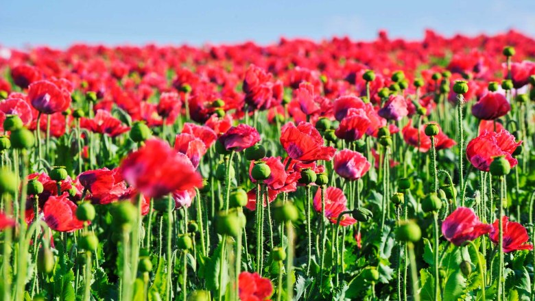 Mohnblumen, © Waldviertel Tourismus, Robert Herbst