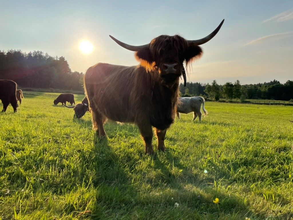 Ein Hochlandrind steht auf einer grünen Wiese bei Sonnenuntergang.