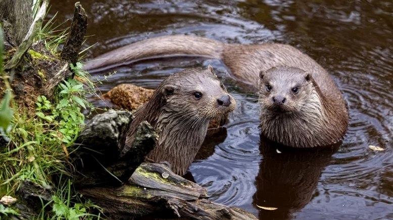 Fischotter, © UnterWasserReich Schrems