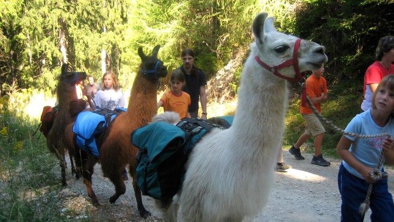 Menschen wandern mit Lamas im Wald.