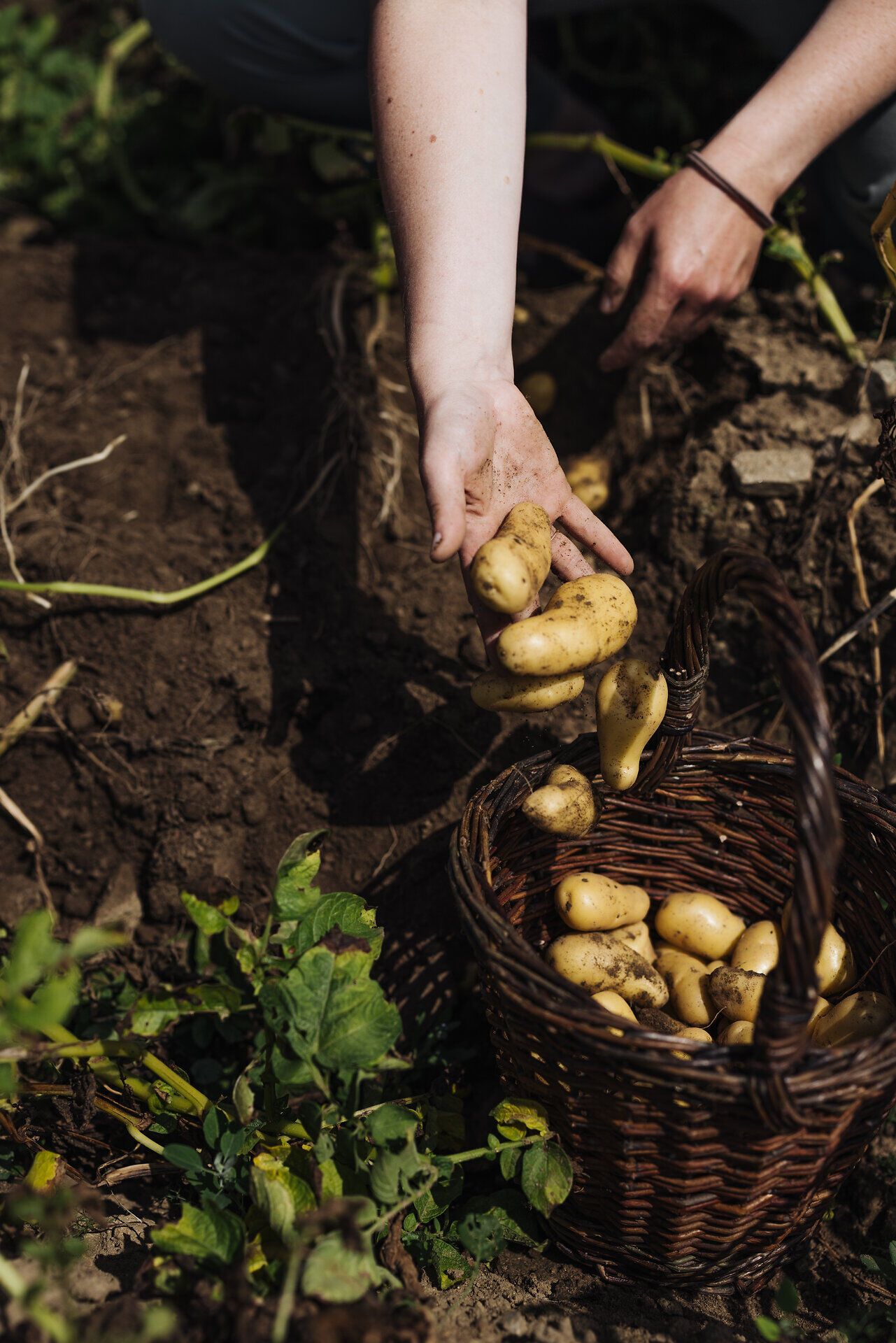 Die Erntezeit bringt frische Kartoffeln ans Licht, die in der warmen Erde verborgen waren. Mit jedem Handgriff wird die Freude über die reiche Ernte spürbar, während die Sonne sanft auf die Felder scheint. Ein harmonisches Zusammenspiel von Natur und Mensch, das die Schönheit des Landlebens widerspiegelt.