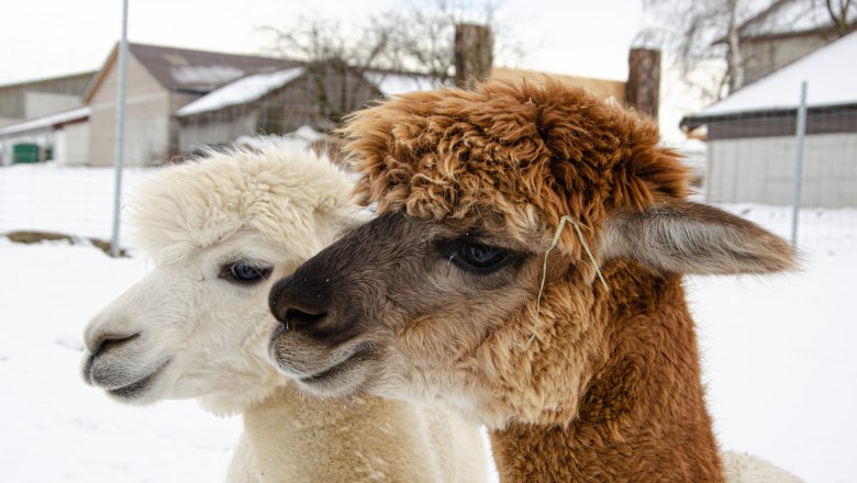 Zwei Alpakas im Schnee auf einem Bauernhof.