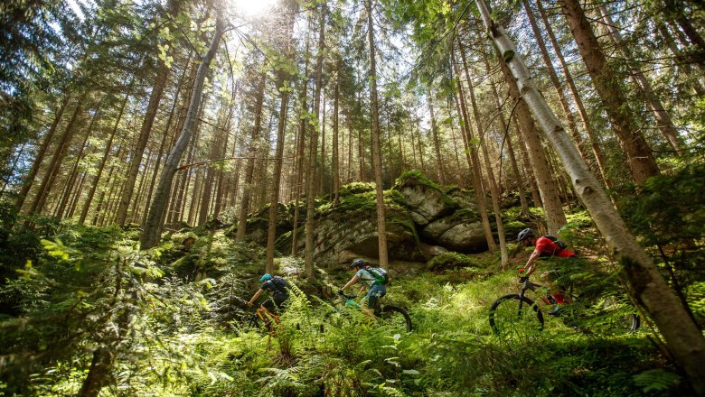 Mountainbiker fahren durch einen sonnigen Wald mit Felsen und Farnen.