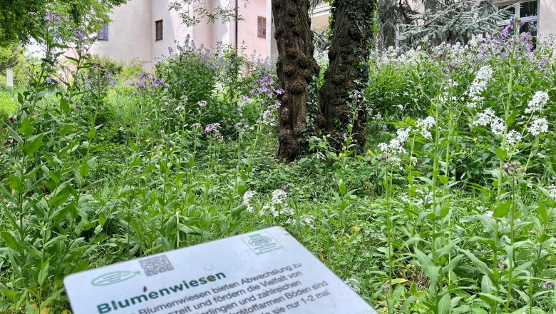 Flower meadow in front of Schiltern Castle with information board in the foreground.